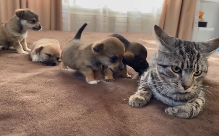 当高冷猫咪遇上小舔狗,完全招架不住啊截图