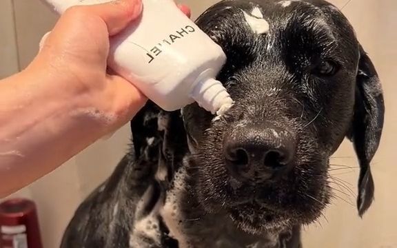 又一次羡慕别人家的狗狗了,洗澡超配合,全程乖巧.jpg截图