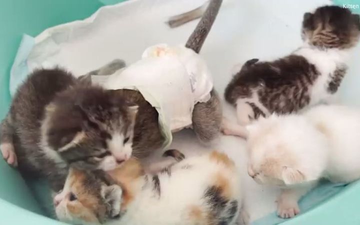 世界上最可爱的小猫叫他们的猫妈妈截图
