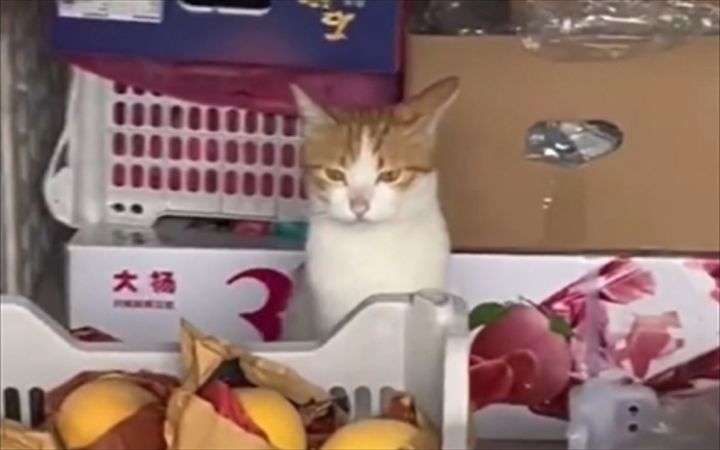爱岗敬业好猫猫截图