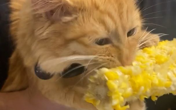 一只爱啃玉米的猫咪截图