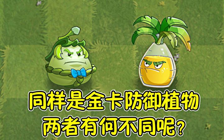 植物大战僵尸：同样是金卡防御植物，两者有何不同呢？截图