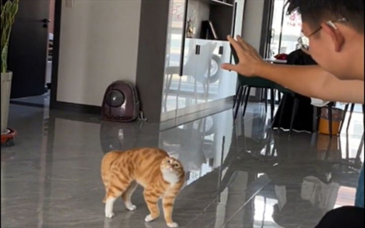 10斤的猫，9.9斤的反骨！！！截图