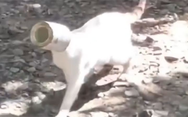 永远不要试图去理解猫的脑回路截图