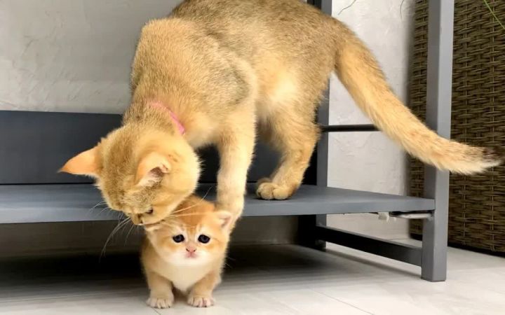 小猫宝宝和猫妈妈玩捉迷藏截图
