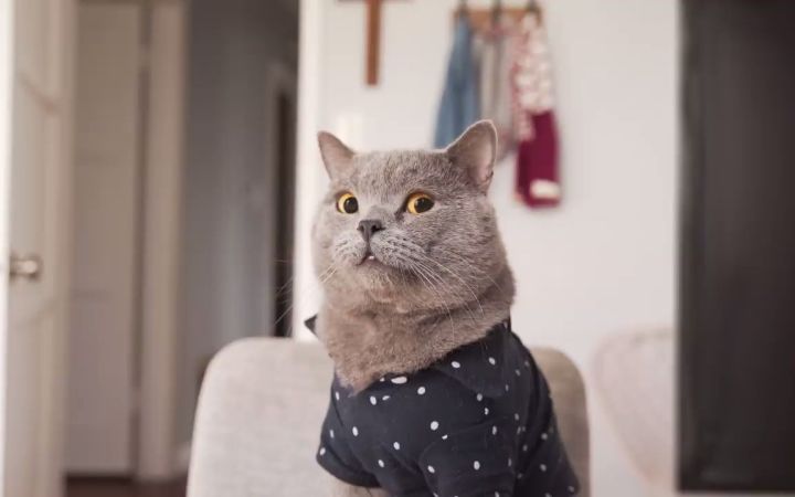 通过小猫介绍对象！来让小猫当媒人截图