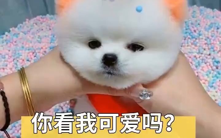 可爱的小奶狗来了截图