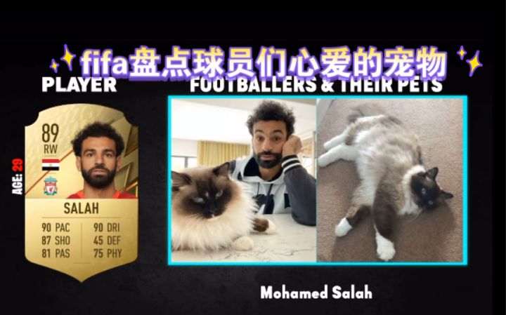 fifa盘点球员们心爱的宠物截图