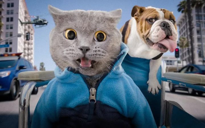 小猫咪的愿望清单截图