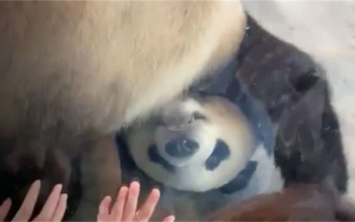 熊猫：小样儿，票没白买吧截图