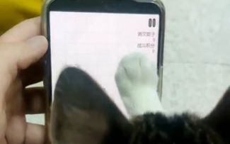 《震惊！某工作室用喵做游戏测试！》还不快给你们家主子安排上