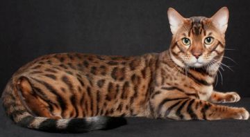 【猫灵小百科】——孟加拉豹猫