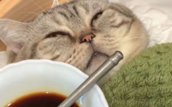 猫不和狗玩是有原因的！截图