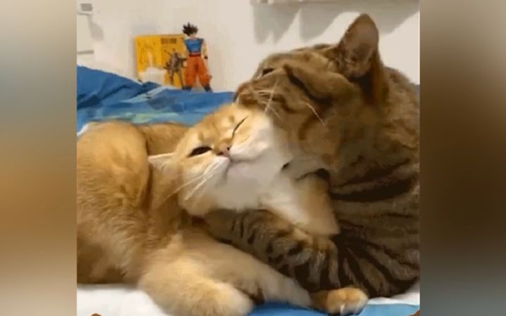 这只猫,让我笑了整整三天三夜截图