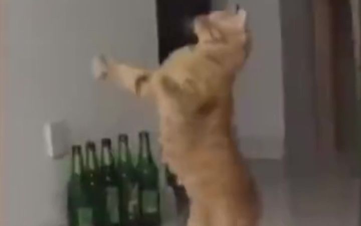 猫猫:这个贱我必贩截图