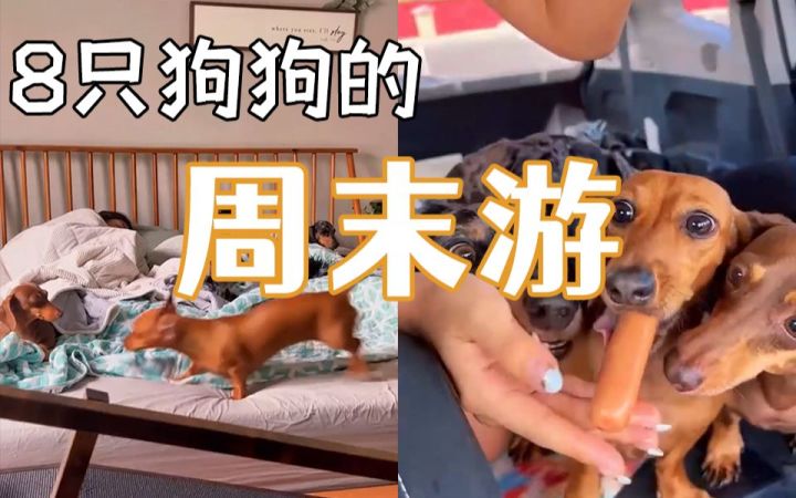 狗多真好玩，就是有点废人——8只腊肠犬的周末游截图