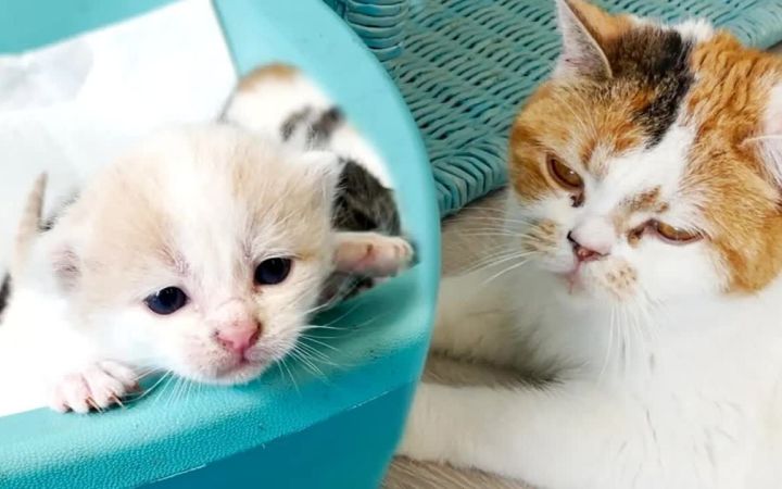 小猫大声喵喵叫，猫妈妈过来喂它们截图