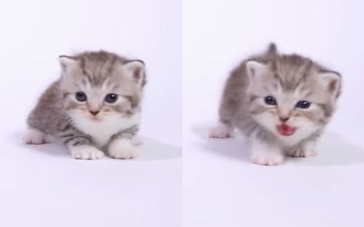你想要一只这样的小猫咪吗?截图