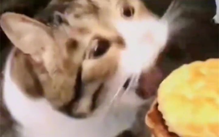 猫咪迷惑行为大赏截图