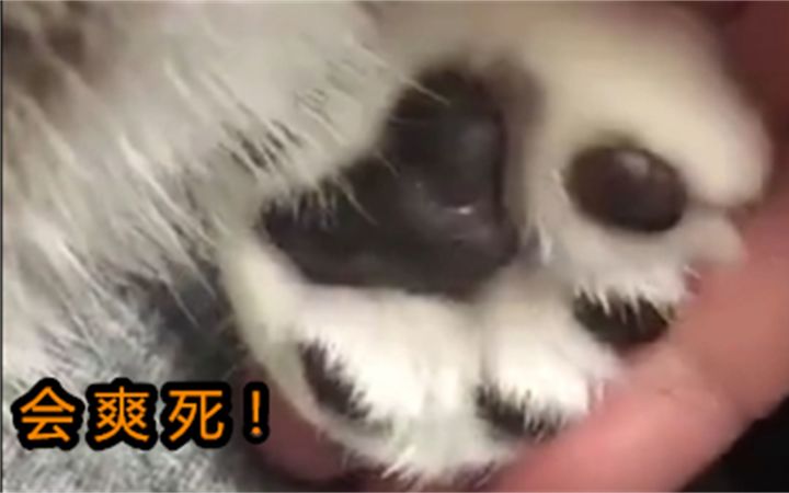 不要轻易撸喵肉垫截图