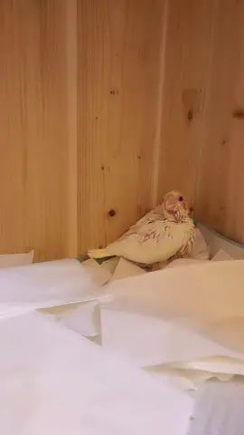 小鸡日记!第22天啦!截图