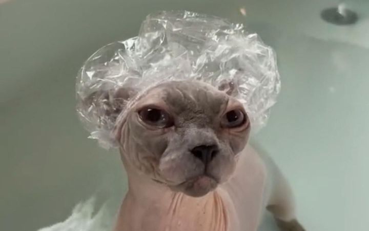 给家里高冷的无毛猫洗澡截图