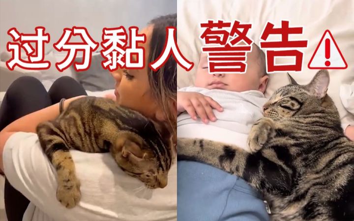 没有什么事,是小猫咪撒娇和抱抱解决不了的!截图