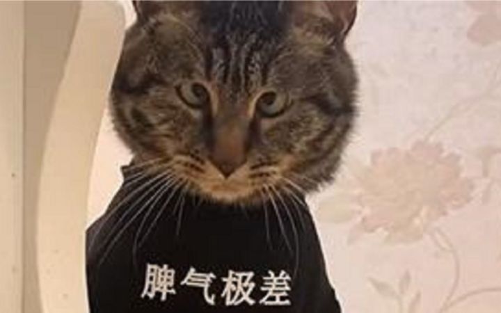 这小猫咪怎么不太睿智的亚子截图