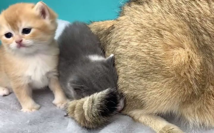 猫爸给收养的小猫热身！截图