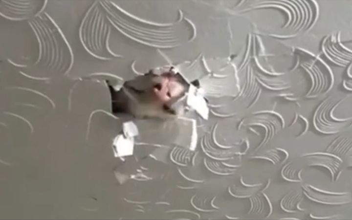 养猫劝退指南截图