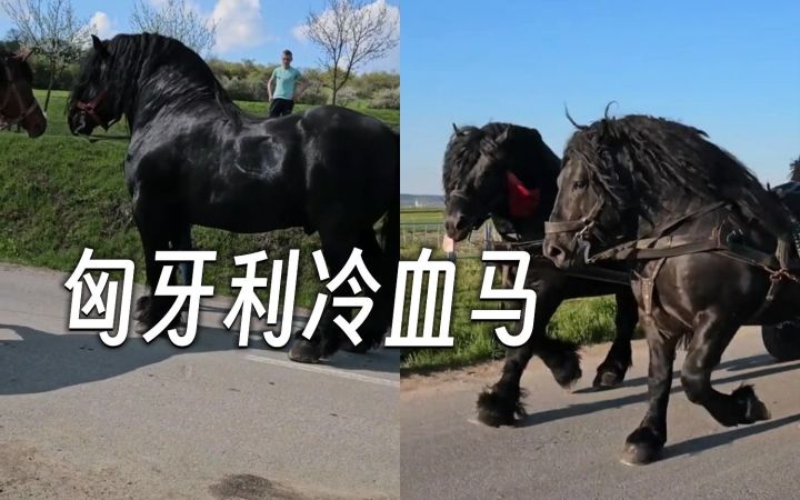 感受一下——高大，强壮，漂亮的匈牙利冷血马截图