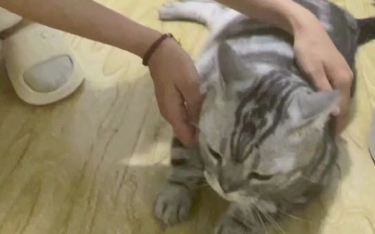 背着团总,在外面有别的小猫了截图