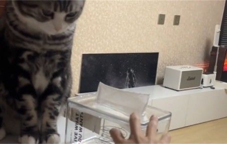 猫:少冤枉我,我可啥都没干截图