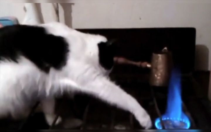 去养猫吧,养像哈士奇的猫~截图
