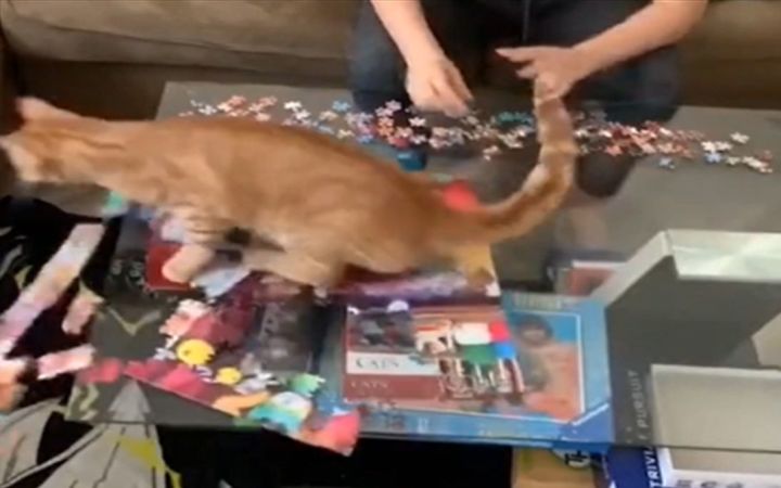 猫 德 学 院 劝 退 生截图