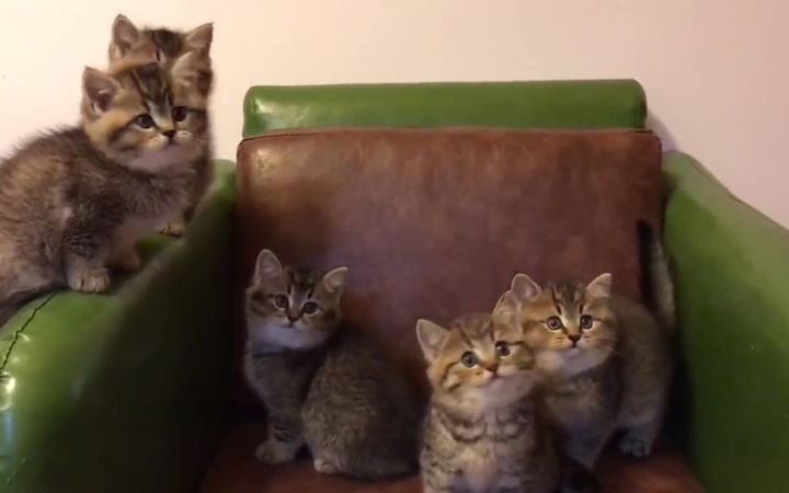 没有对象 总得有小猫猫吧截图