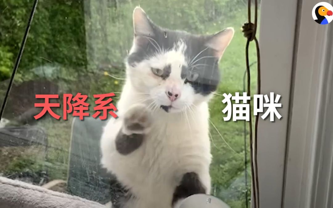 video-3513530