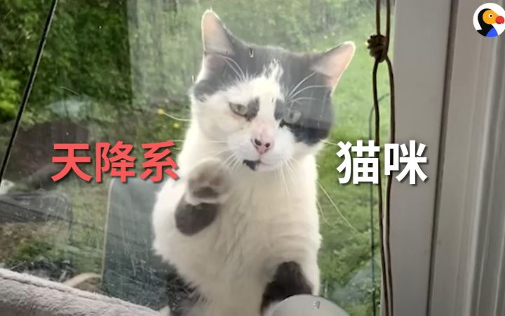 连续半年主动上门求领养,潦草但热情的猫咪谁能不爱啊!截图