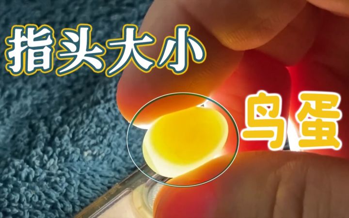 从零记录:一个只有指尖大小的鸟蛋,能成功孵化吗?截图