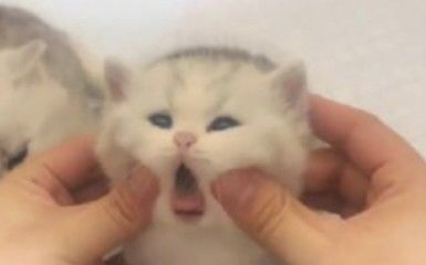 “在这乱糟糟的世界里,小猫才是我的解药!”截图