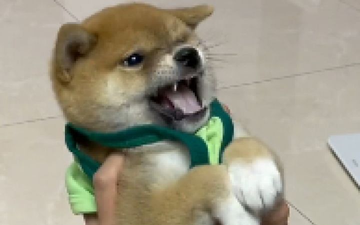 狗子很贵吗，为啥只买这么点截图