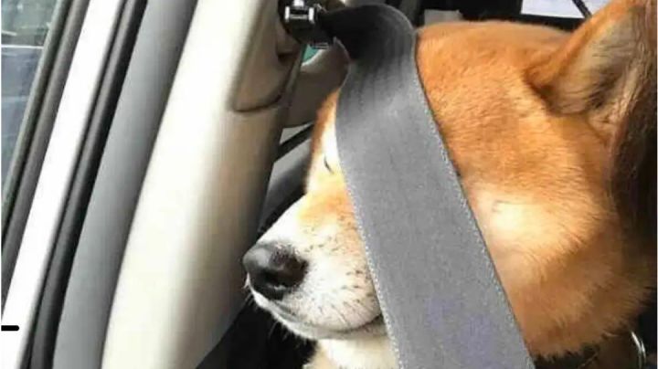 真龙巢穴Ⅱ 300级过关思路截图