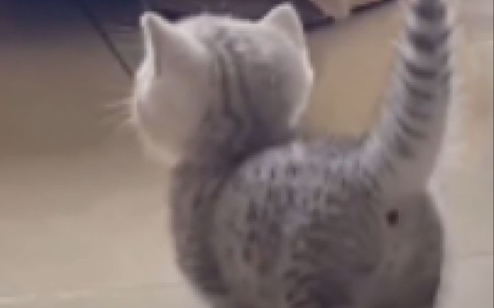 猫猫很贵吗，为什么就买这么一点截图