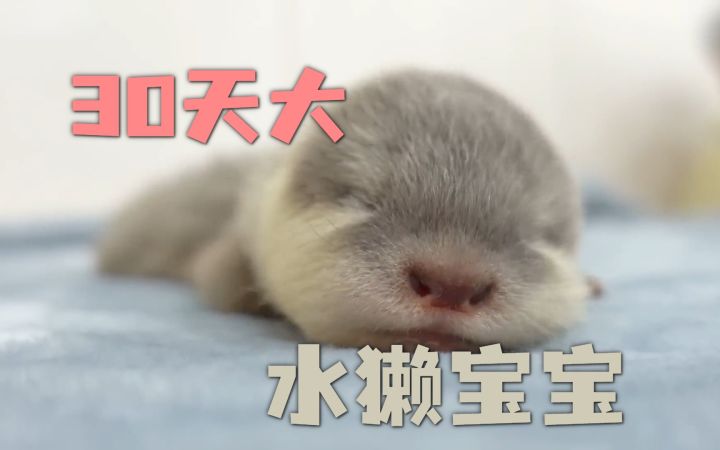 和一个月大水獭宝宝的亲密接触,可爱程度超乎想象!截图
