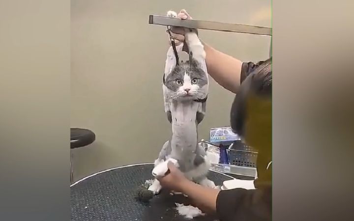 猫: 我让你们为我发声，不是笑出声！截图