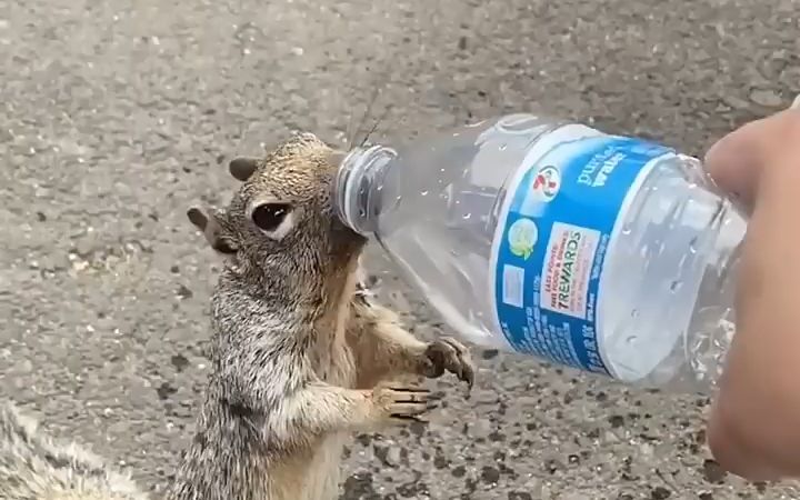 video-3555136