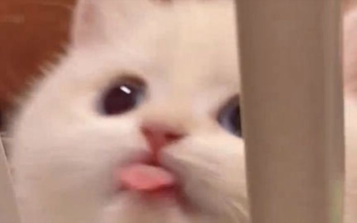 “果然可爱的尽头就是小猫!!”截图