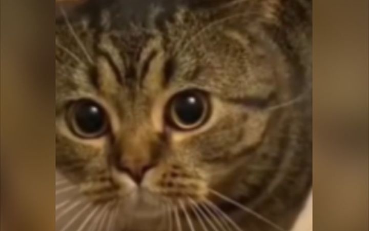 这猫,多少会点人话奥!!截图