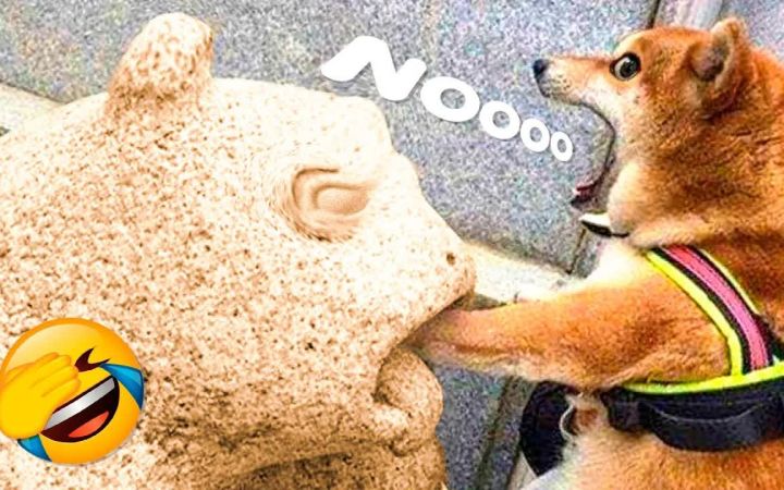 2022年最搞笑的修勾和小猫咪截图