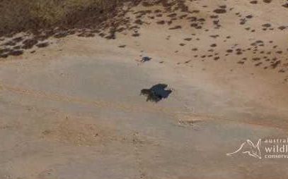 航拍:澳洲野犬追杀野猪截图